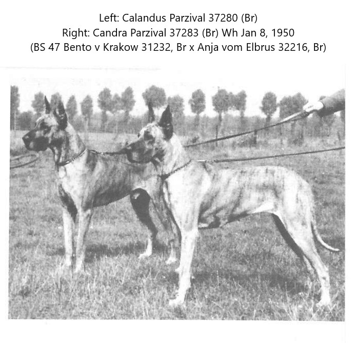 Calandus Parzival Candra Parzival